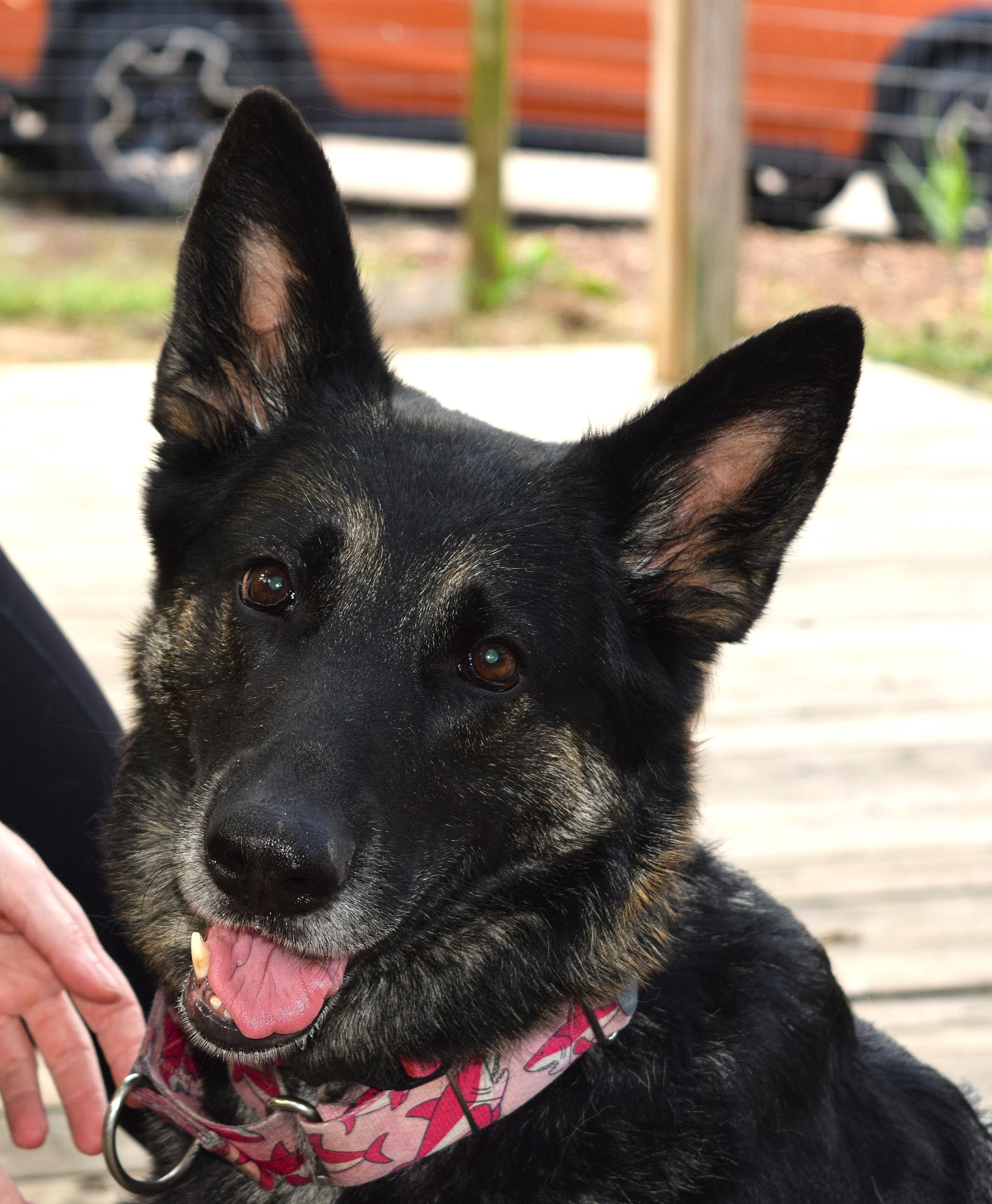 Enlarge Zoey, a Adoptable mixed breed in Parkville, MO image 6/6