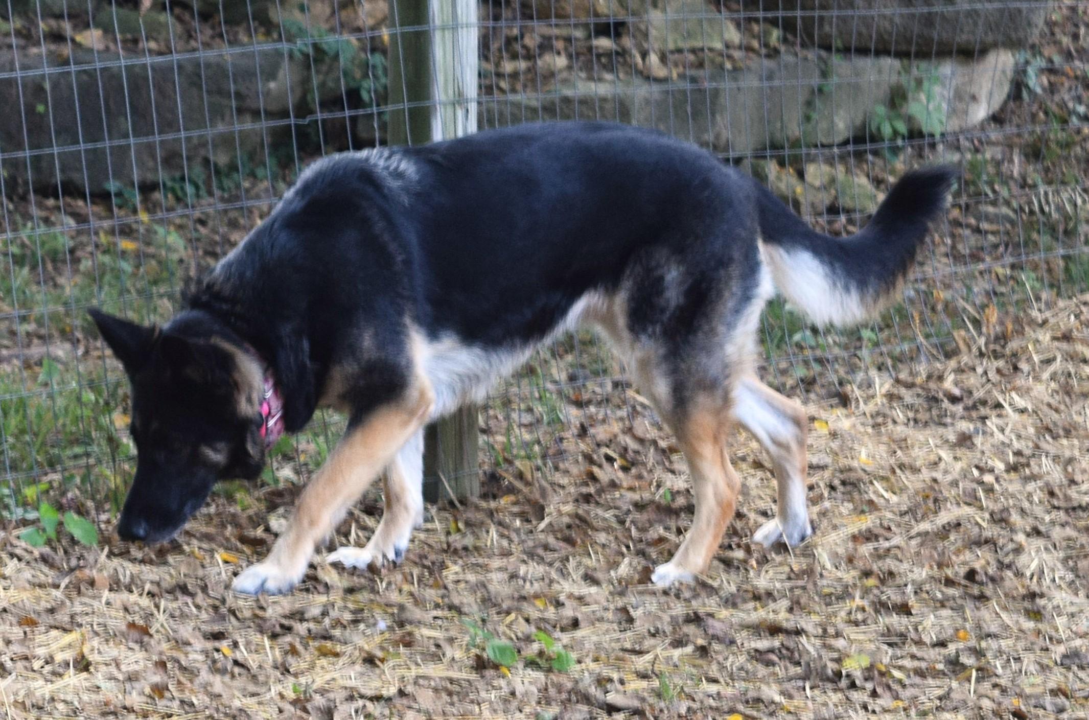 Enlarge Zoey, a Adoptable mixed breed in Parkville, MO image 4/6