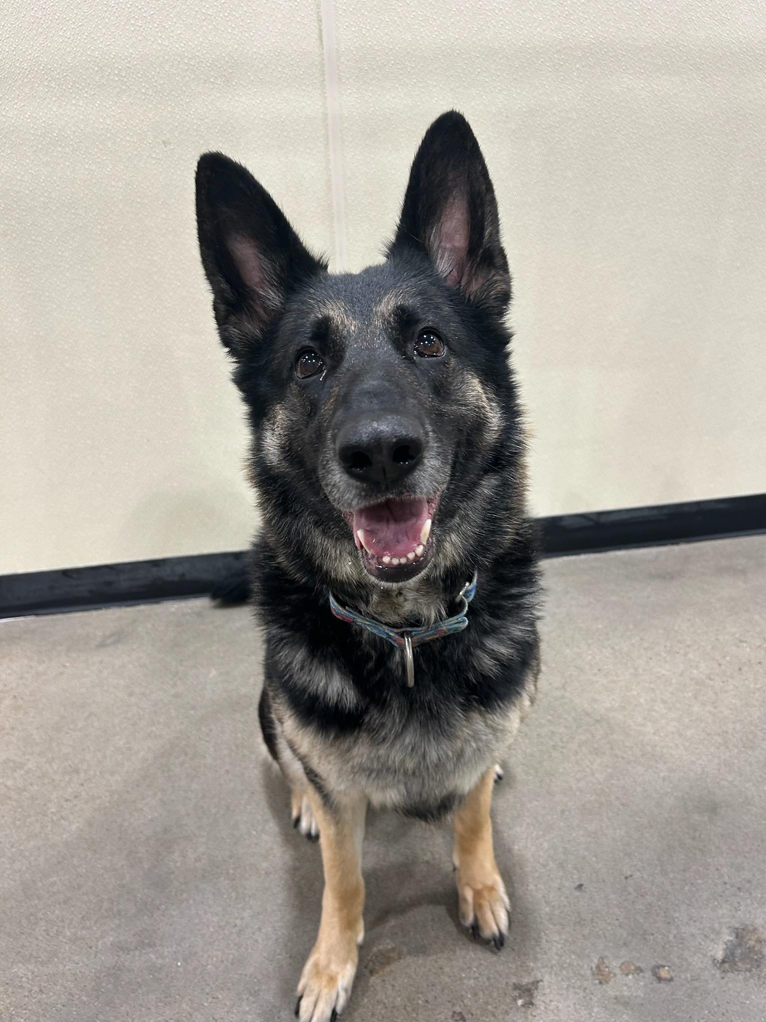 Zoey, Adoptable, Adult Female German Shepherd Dog.