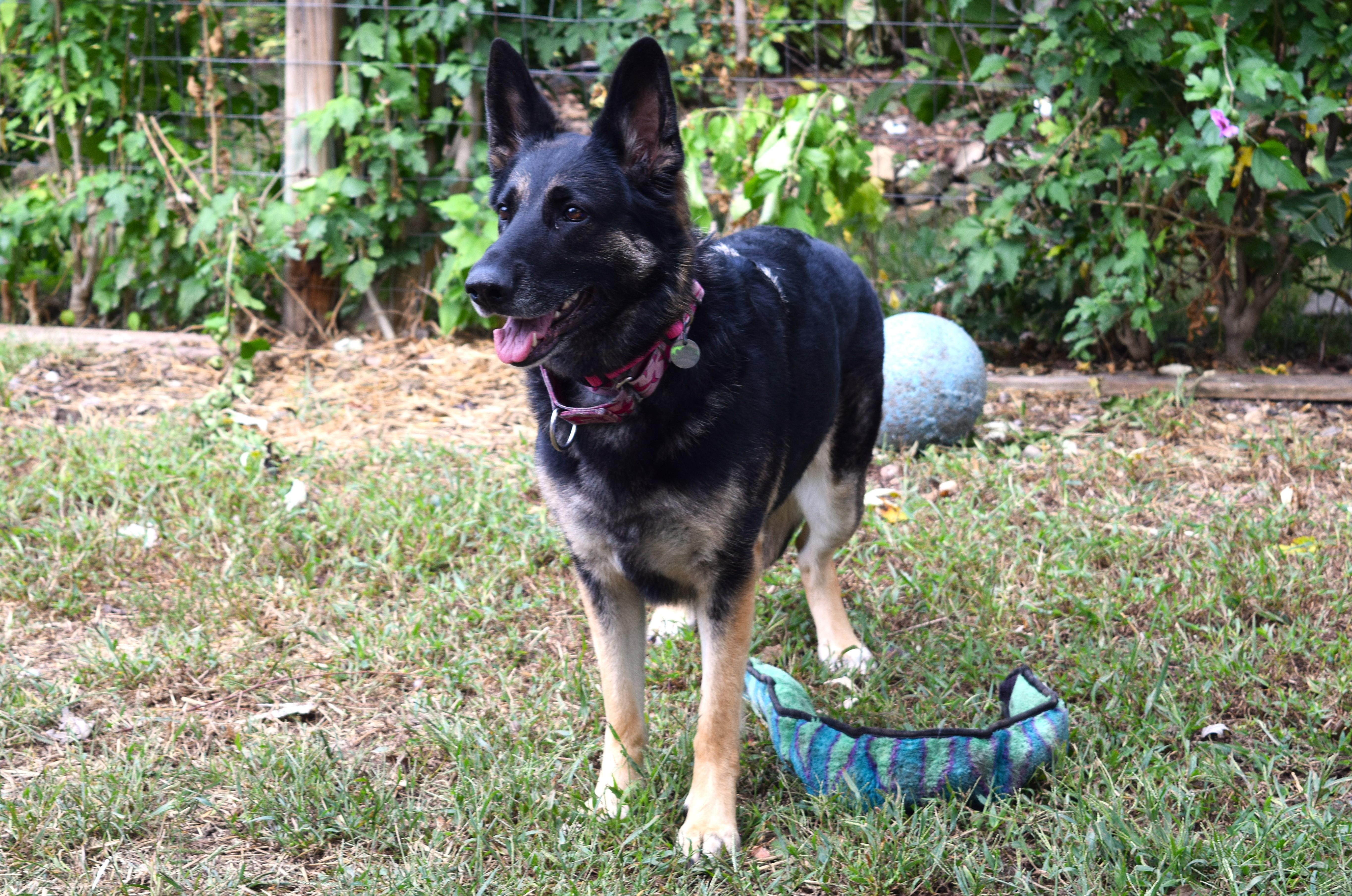 Enlarge Zoey, a Adoptable mixed breed in Parkville, MO image 5/6
