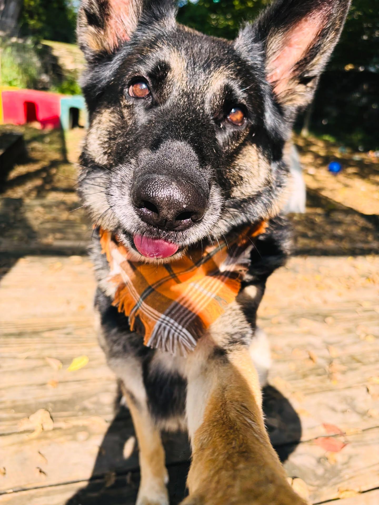 Enlarge Zoey, a Adoptable mixed breed in Parkville, MO image 1/6