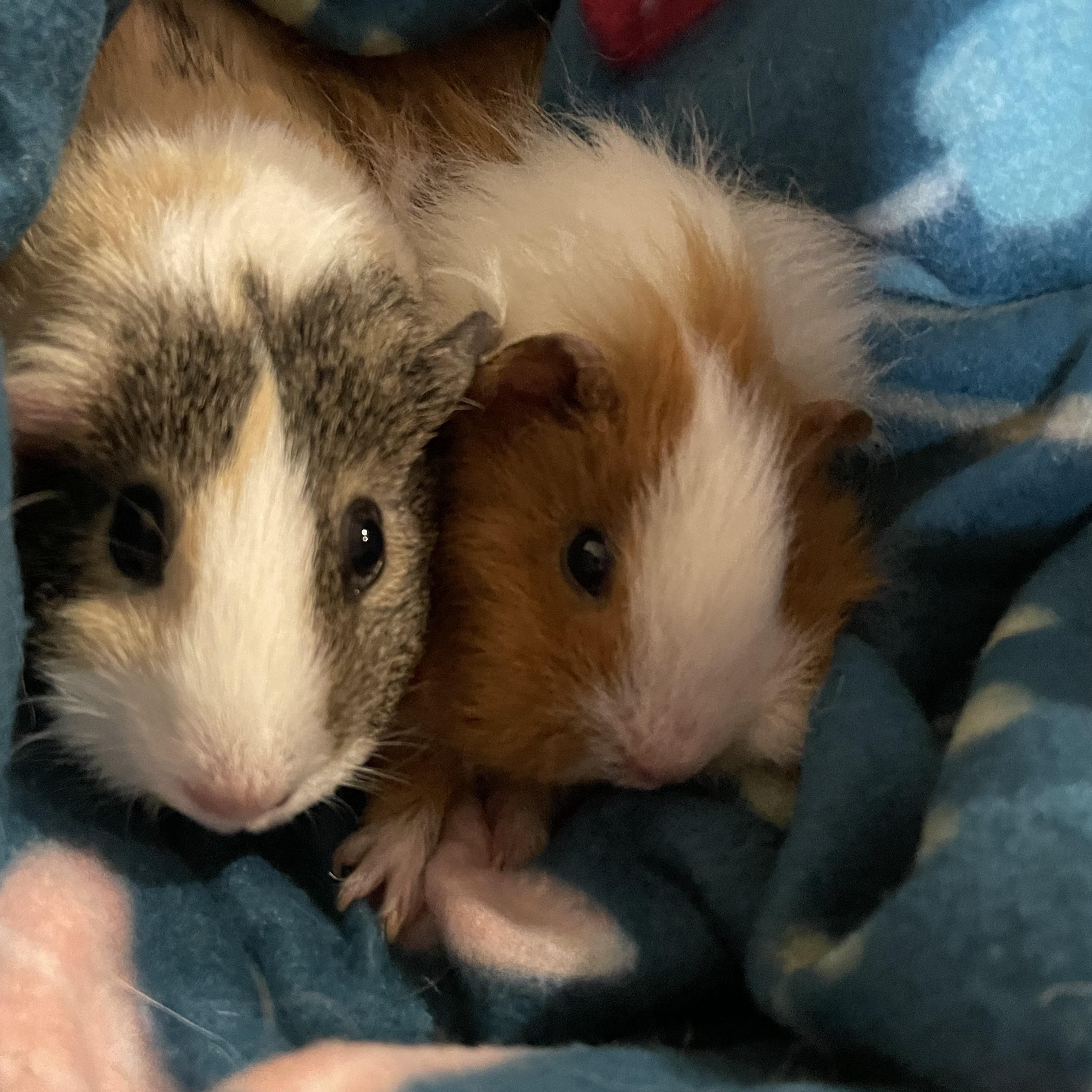 **COURTESY LISTING** Ally & Cleo!