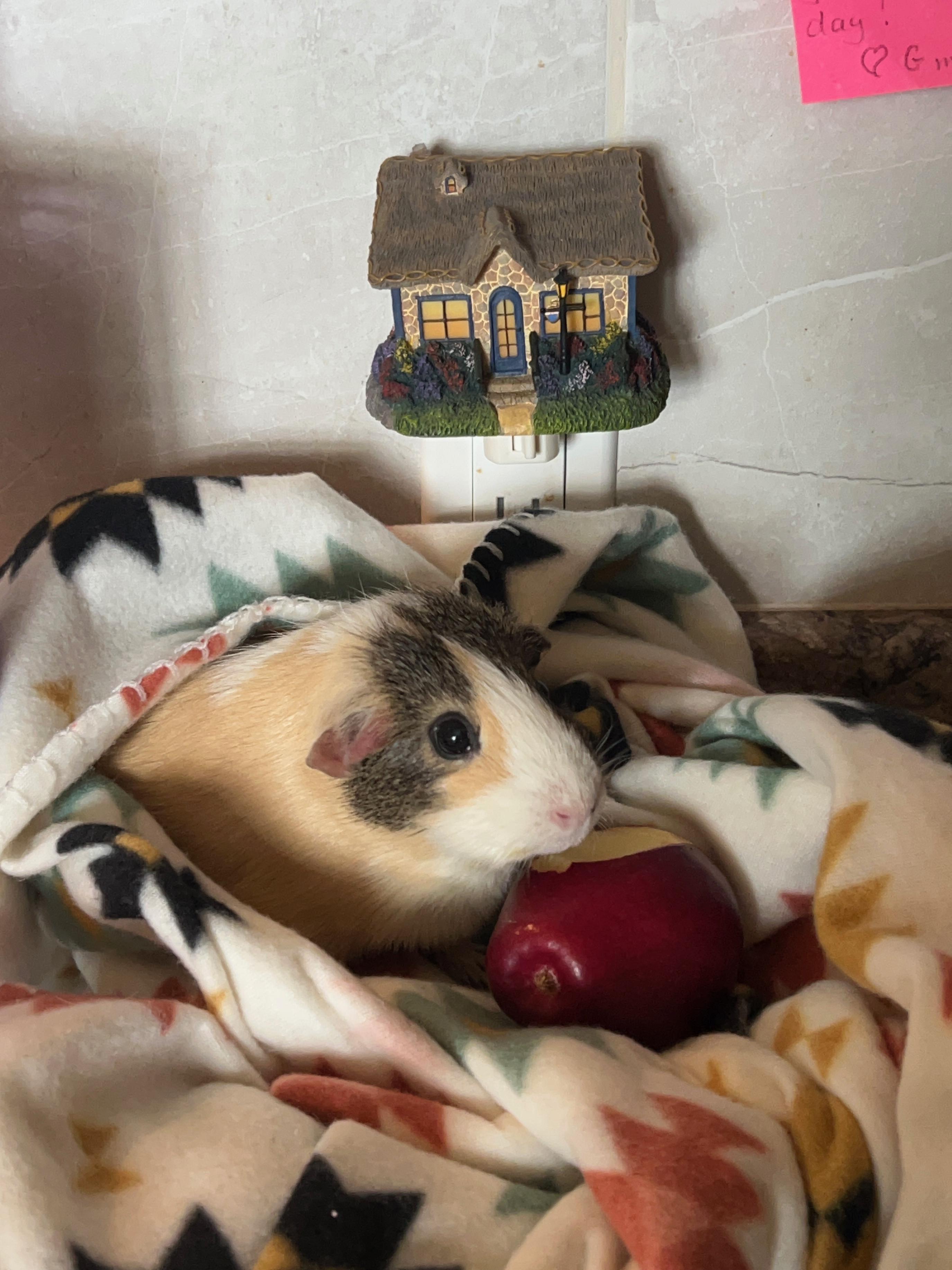 Enlarge **COURTESY LISTING** Ally, a Adoptable Guinea Pig in Moscow, ID image 3/3