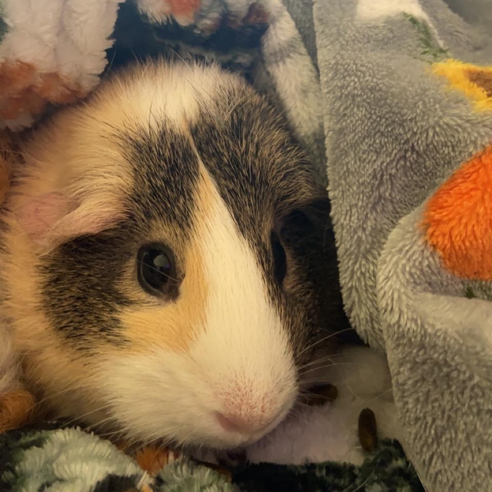 Enlarge **COURTESY LISTING** Ally & Cleo!, a Adoptable Guinea Pig in Moscow, ID image 2/5