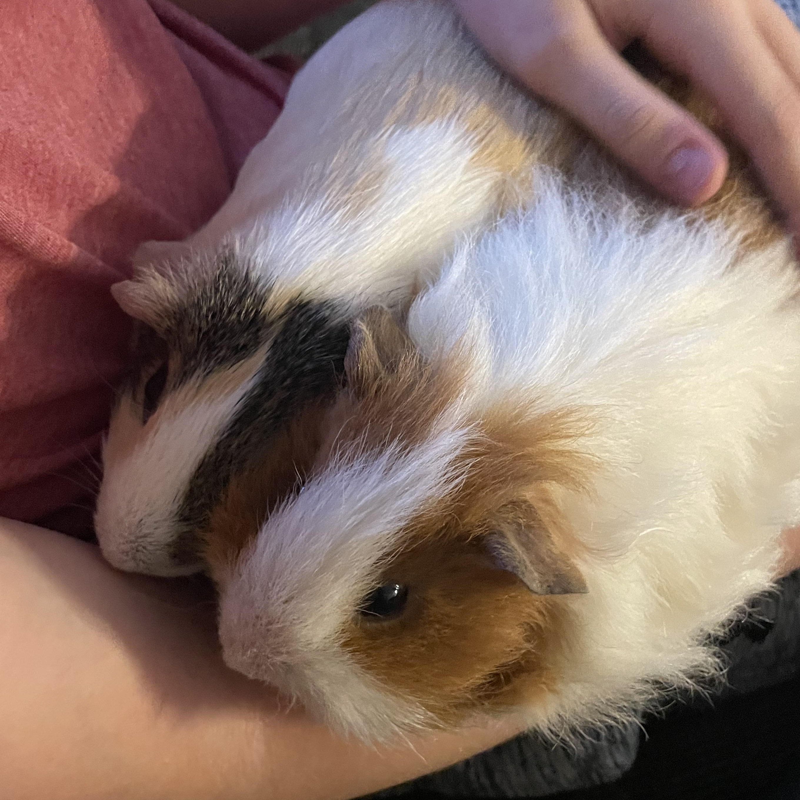 **COURTESY LISTING** Ally & Cleo!