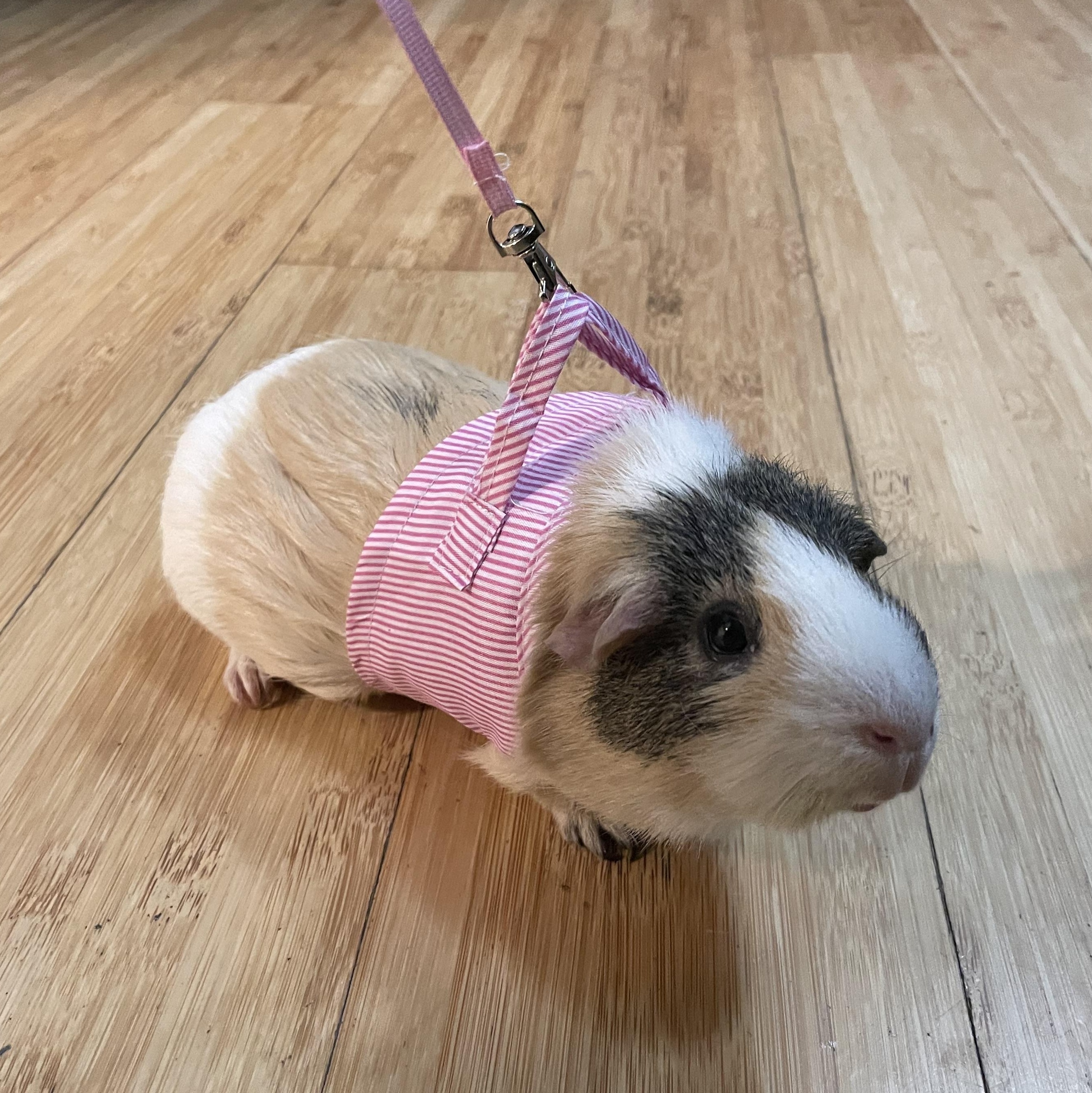 Enlarge **COURTESY LISTING** Ally & Cleo!, a Adoptable Guinea Pig in Moscow, ID image 4/5