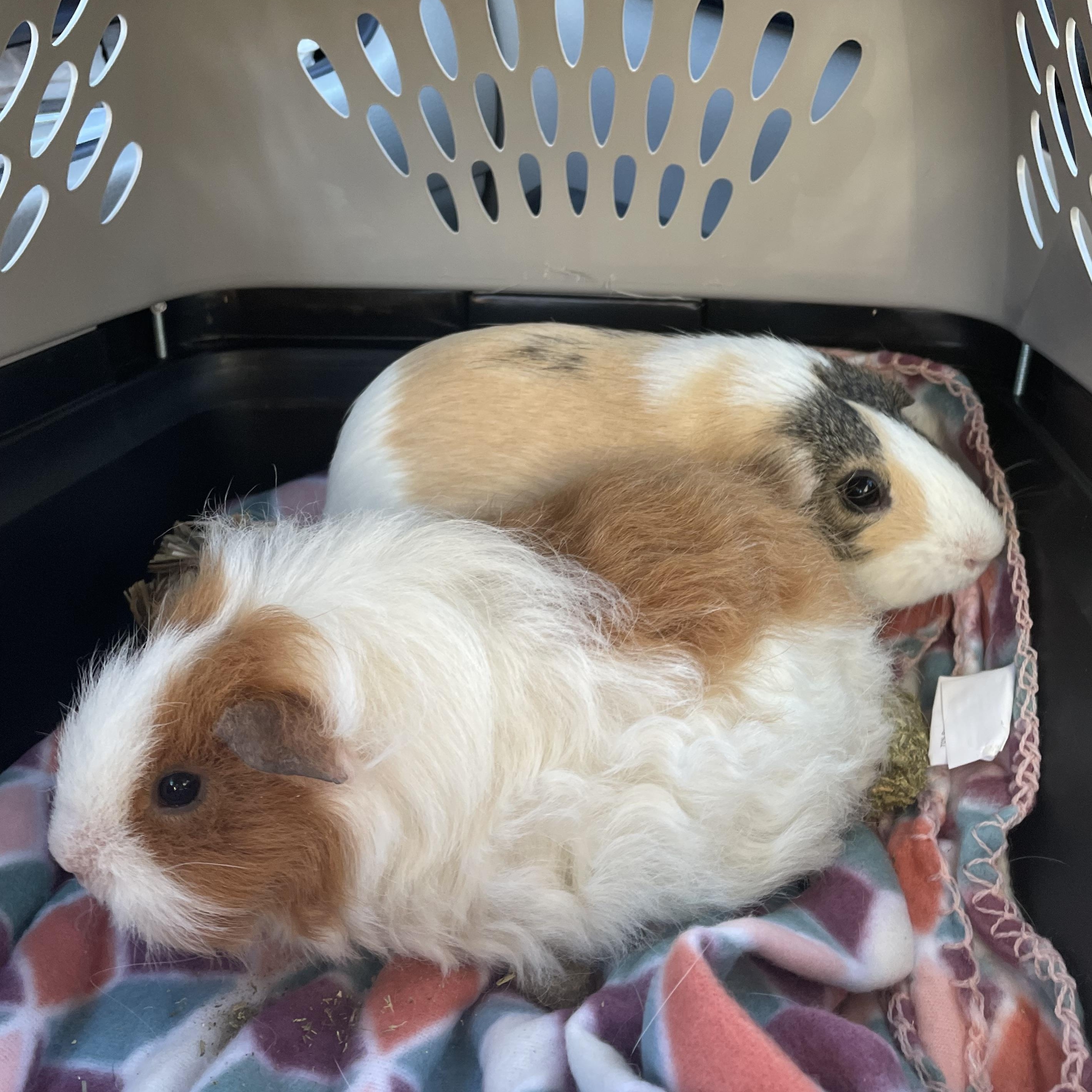 Enlarge **COURTESY LISTING** Ally & Cleo!, a Adoptable Guinea Pig in Moscow, ID image 5/5