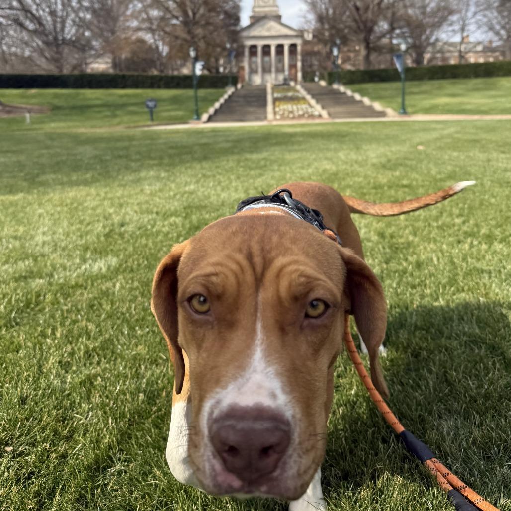 Enlarge Ellie Mae, a Adoptable Mixed Breed in Columbiana, AL image 1/6