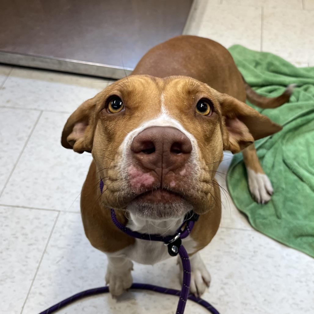 Enlarge Ellie Mae, a Adoptable Mixed Breed in Columbiana, AL image 2/6