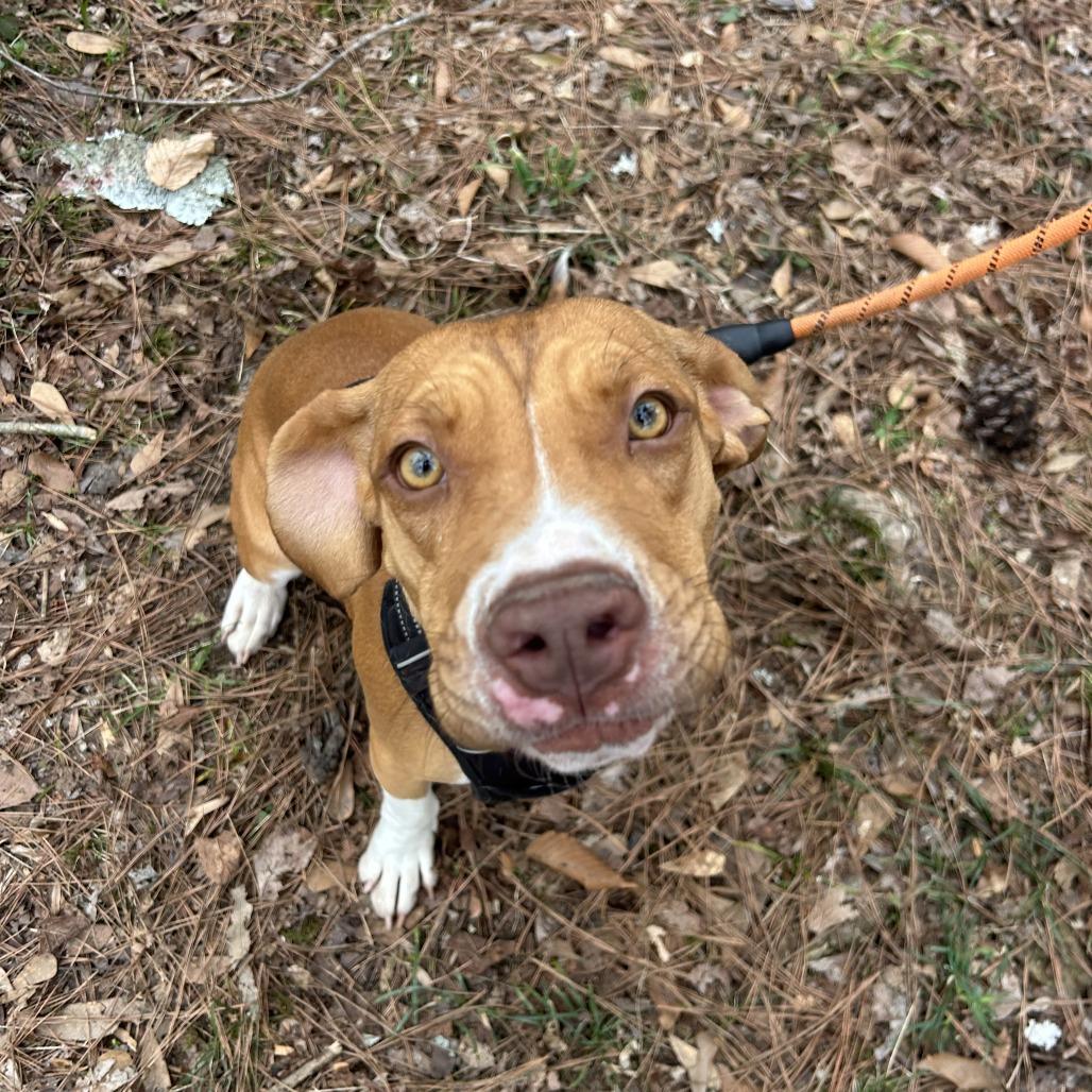 Enlarge Ellie Mae, a Adoptable Mixed Breed in Columbiana, AL image 3/6