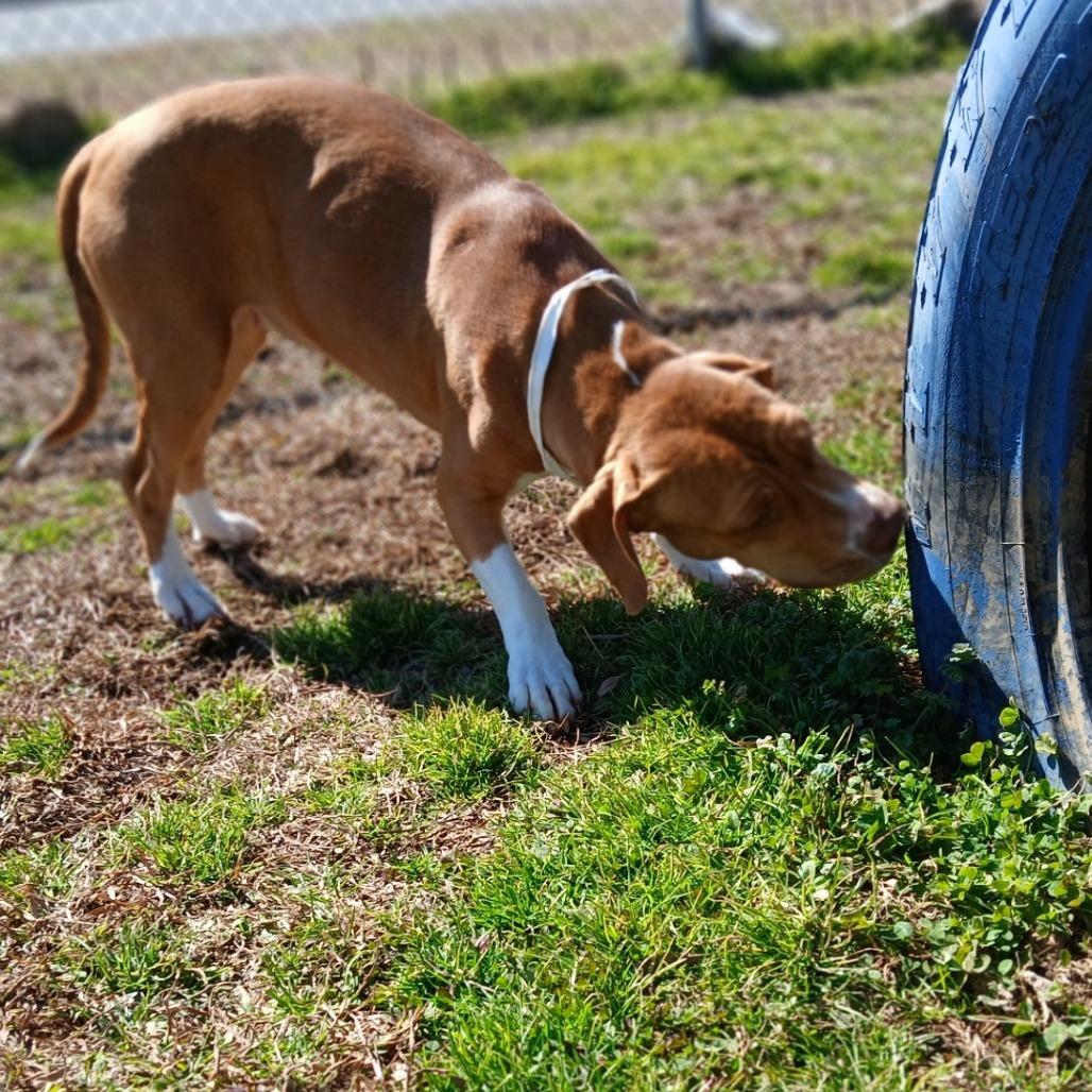 Enlarge Ellie Mae, a Adoptable Mixed Breed in Columbiana, AL image 4/6
