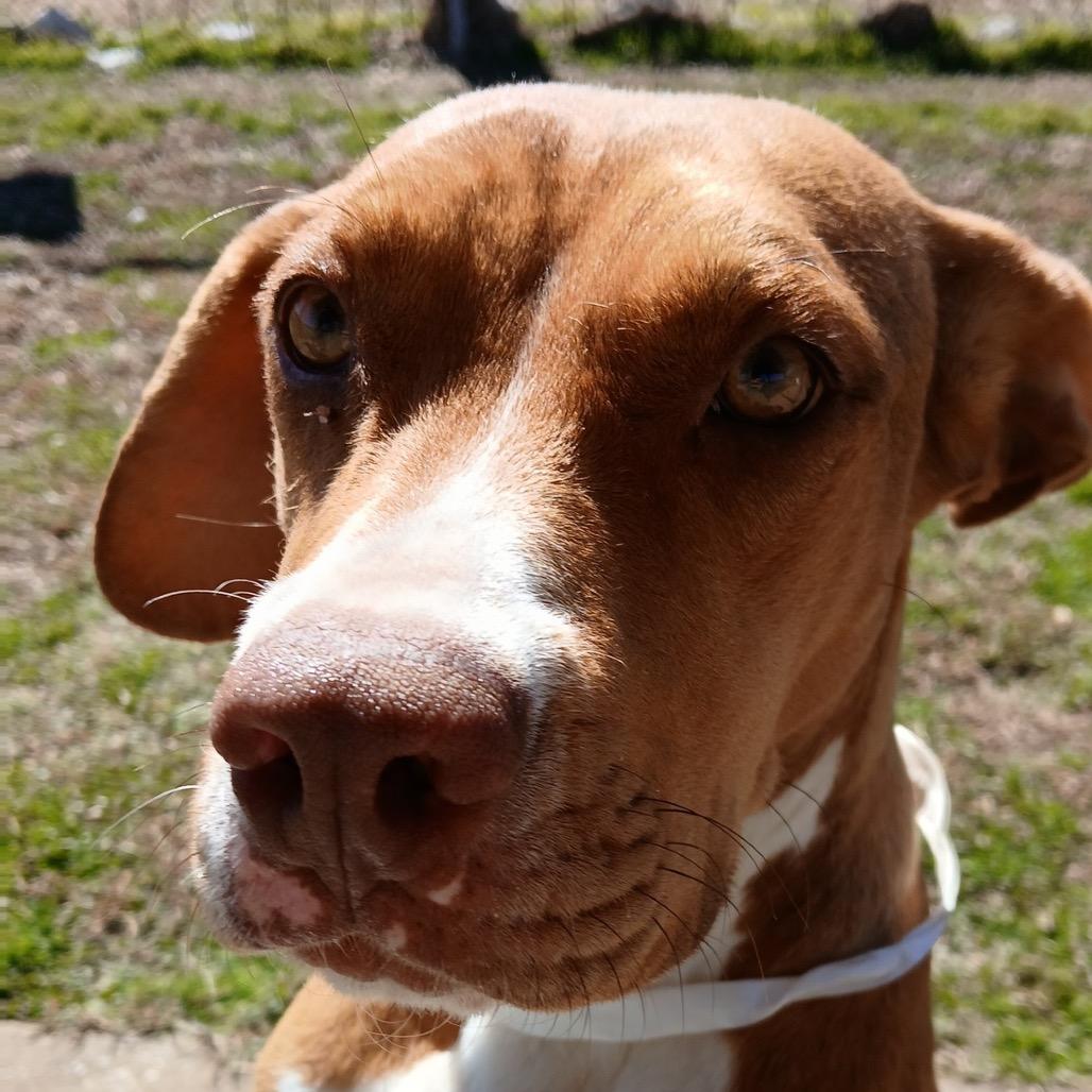 Enlarge Ellie Mae, a Adoptable Mixed Breed in Columbiana, AL image 5/6