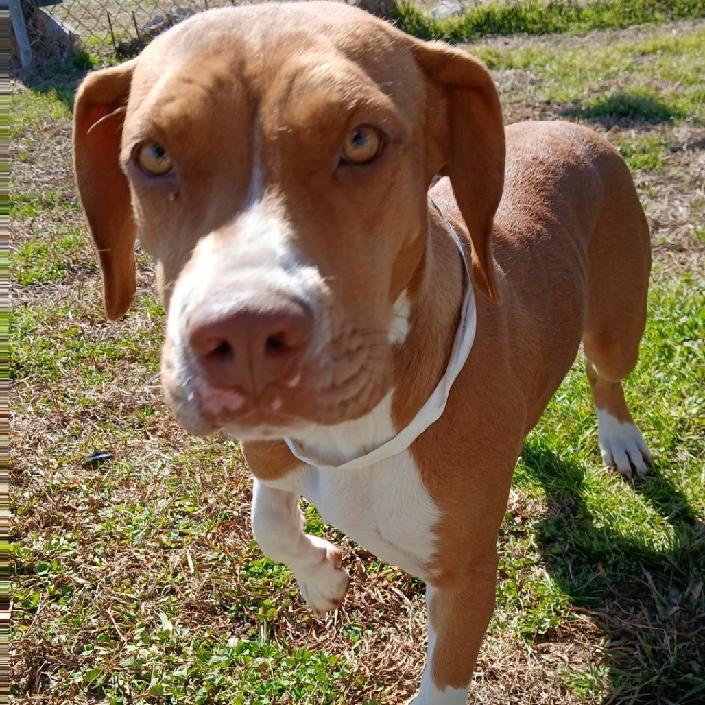 Enlarge Ellie Mae, a Adoptable Mixed Breed in Columbiana, AL image 6/6