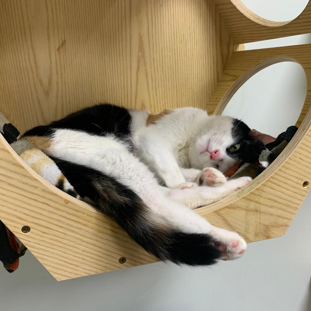 Boo Berry, a Adoptable Domestic Short Hair in Evanston, IL image 1/4