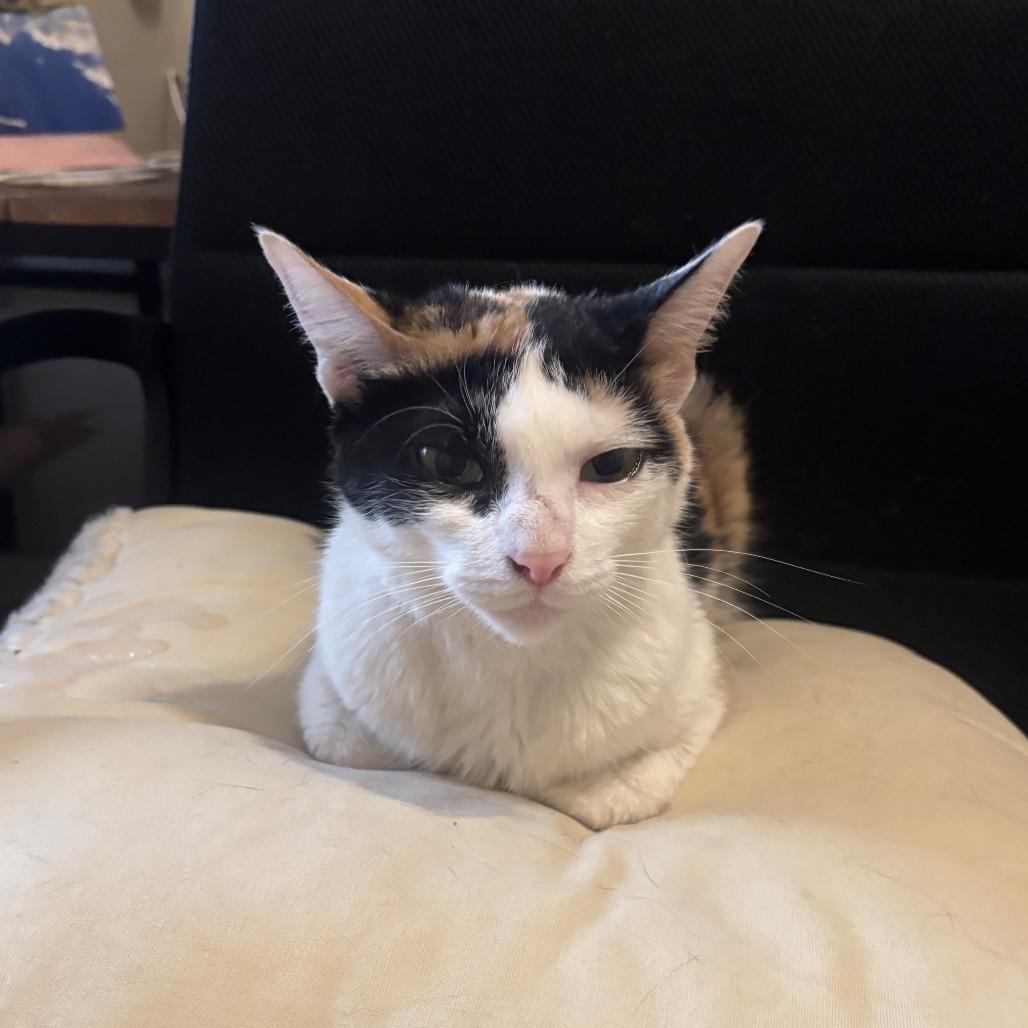 Boo Berry, a Adoptable Domestic Short Hair in Evanston, IL image 2/4