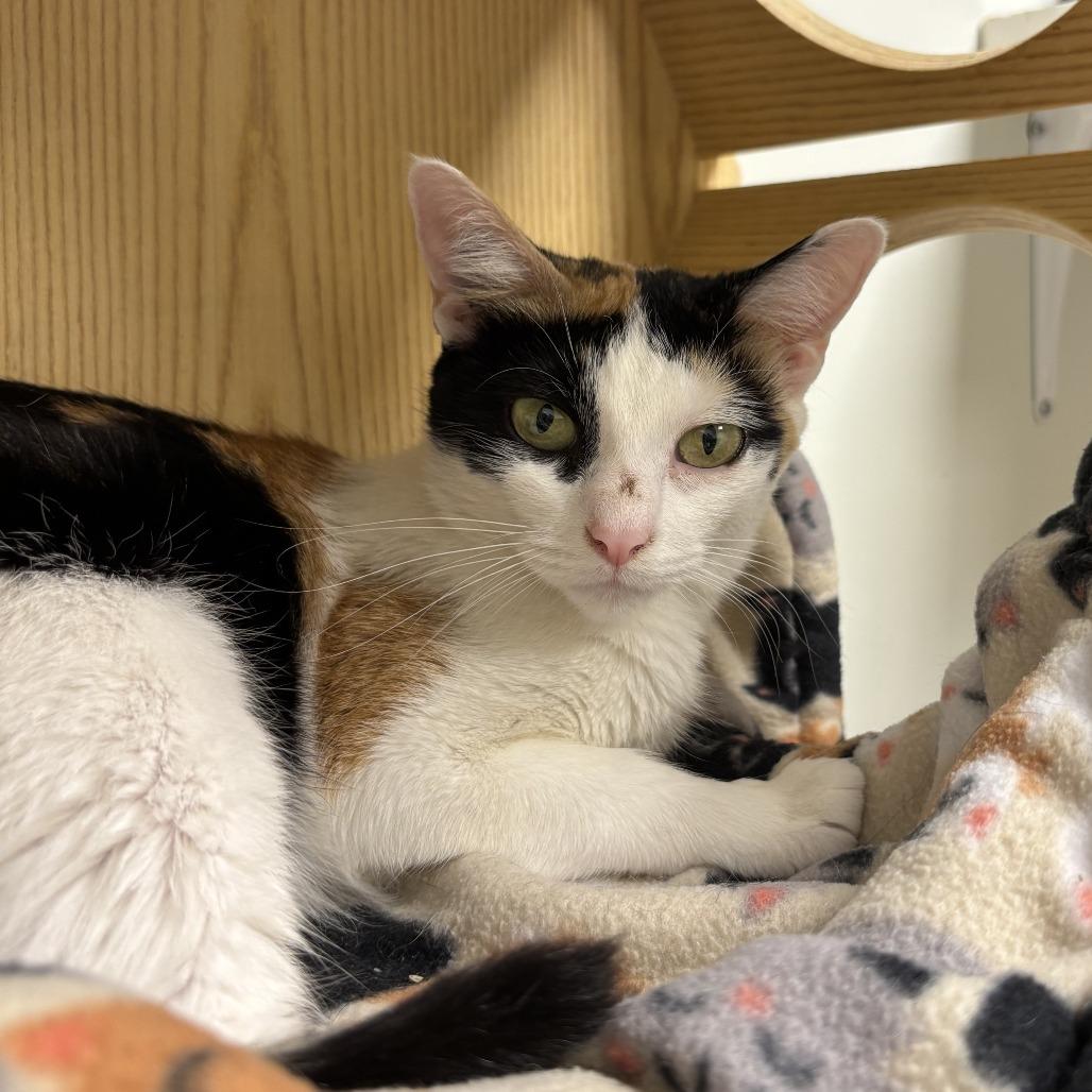 Boo Berry, a Adoptable Domestic Short Hair in Evanston, IL image 4/4