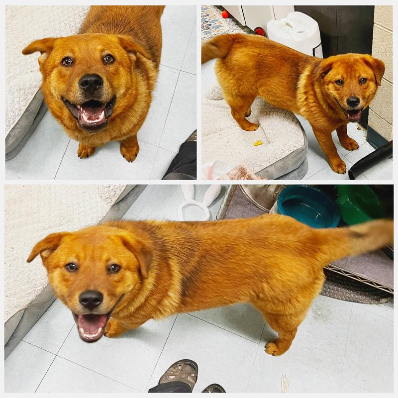 Milo, ADOPTABLE, Adult Male Chow Chow.