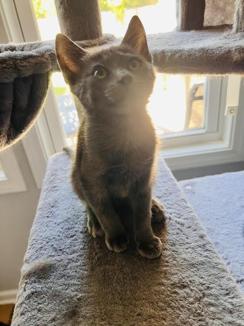 Enlarge Stitch, a Adopted Domestic Medium Hair in Smithfield, NC image 4/4