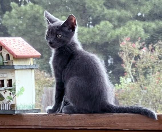 Enlarge Stitch, a Adopted Domestic Medium Hair in Smithfield, NC image 1/4