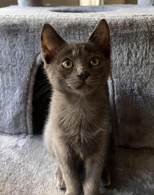Enlarge Stitch, a Adopted Domestic Medium Hair in Smithfield, NC image 2/4