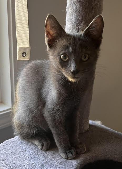 Enlarge Stitch, a Adopted Domestic Medium Hair in Smithfield, NC image 3/4