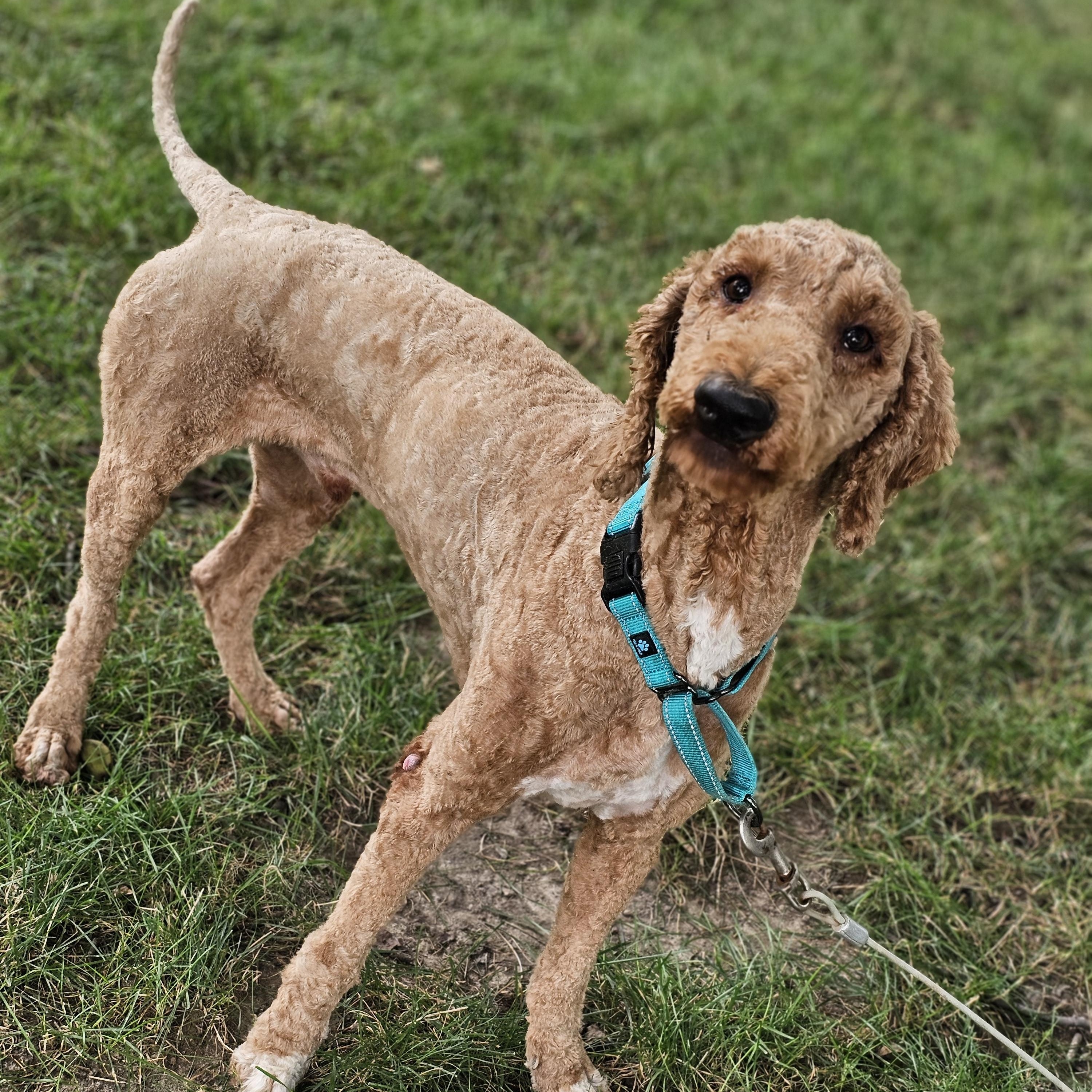 Milo, ADOPTABLE, Adult Male Goldendoodle.