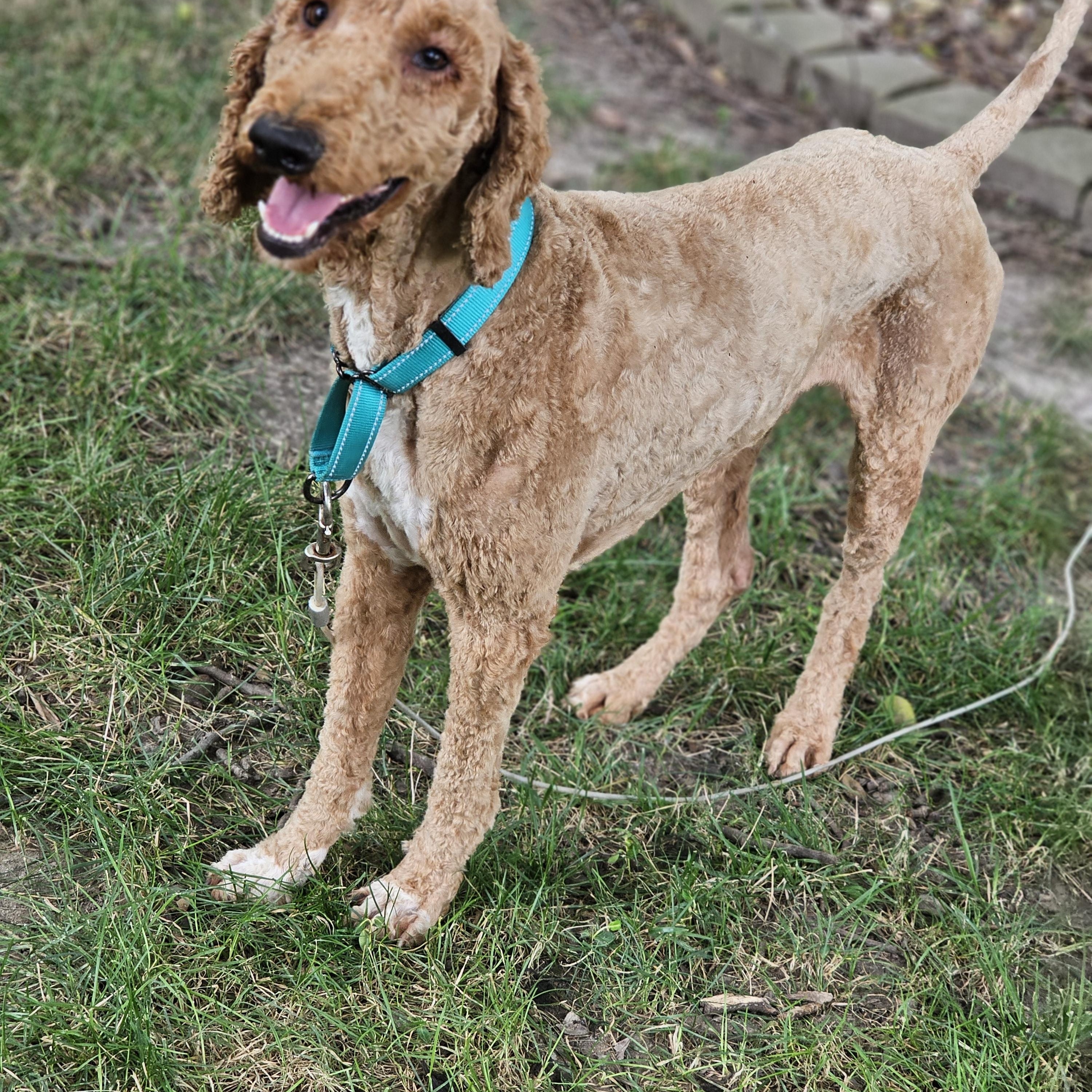 Milo, a ADOPTABLE Goldendoodle in O Fallon, IL image 2/5