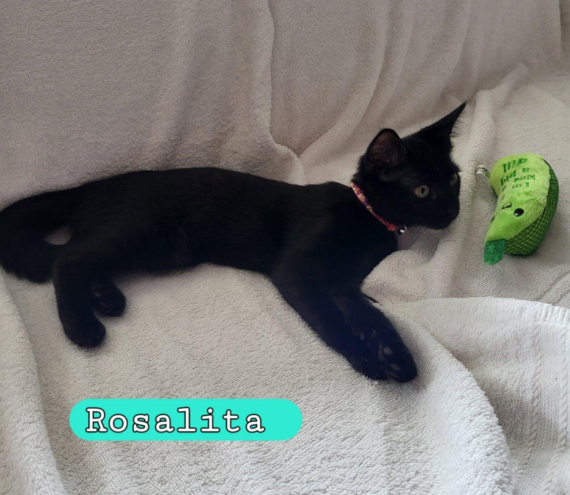 Enlarge Rosalita, a Adoptable Domestic Short Hair in Moorestown, NJ image 2/6