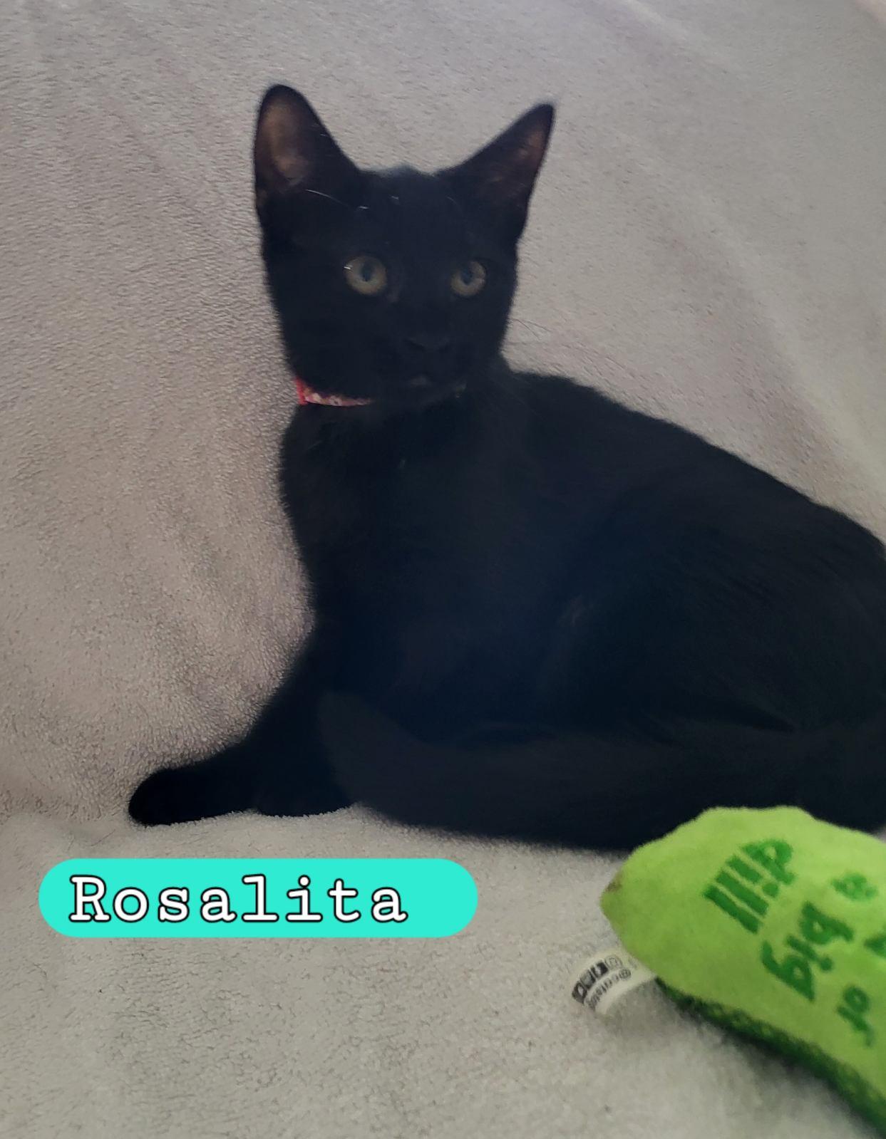 Enlarge Rosalita, a Adoptable Domestic Short Hair in Moorestown, NJ image 3/6
