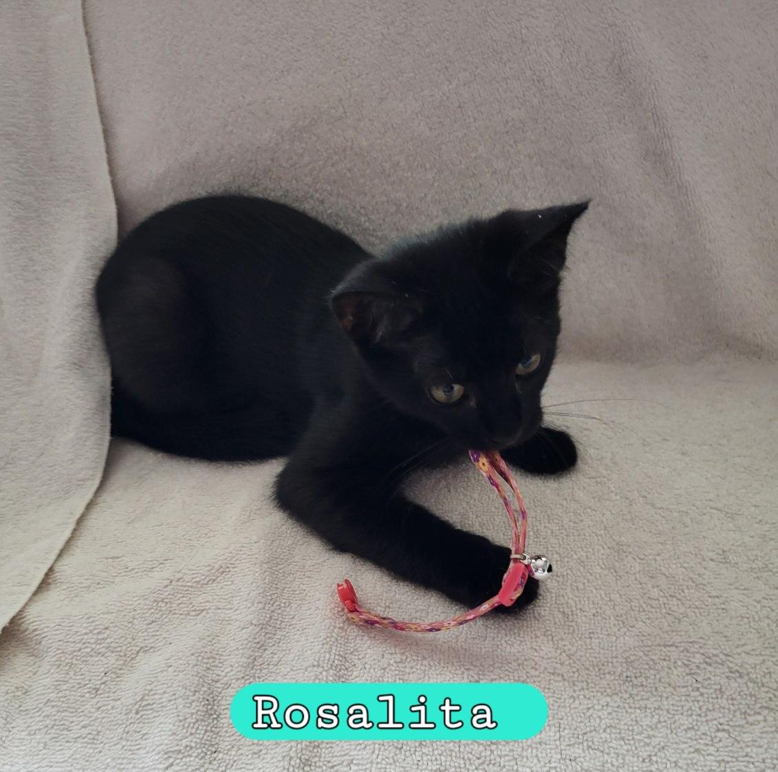 Enlarge Rosalita, a Adoptable Domestic Short Hair in Moorestown, NJ image 4/6