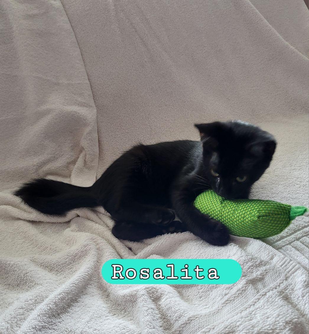 Enlarge Rosalita, a Adoptable Domestic Short Hair in Moorestown, NJ image 5/6