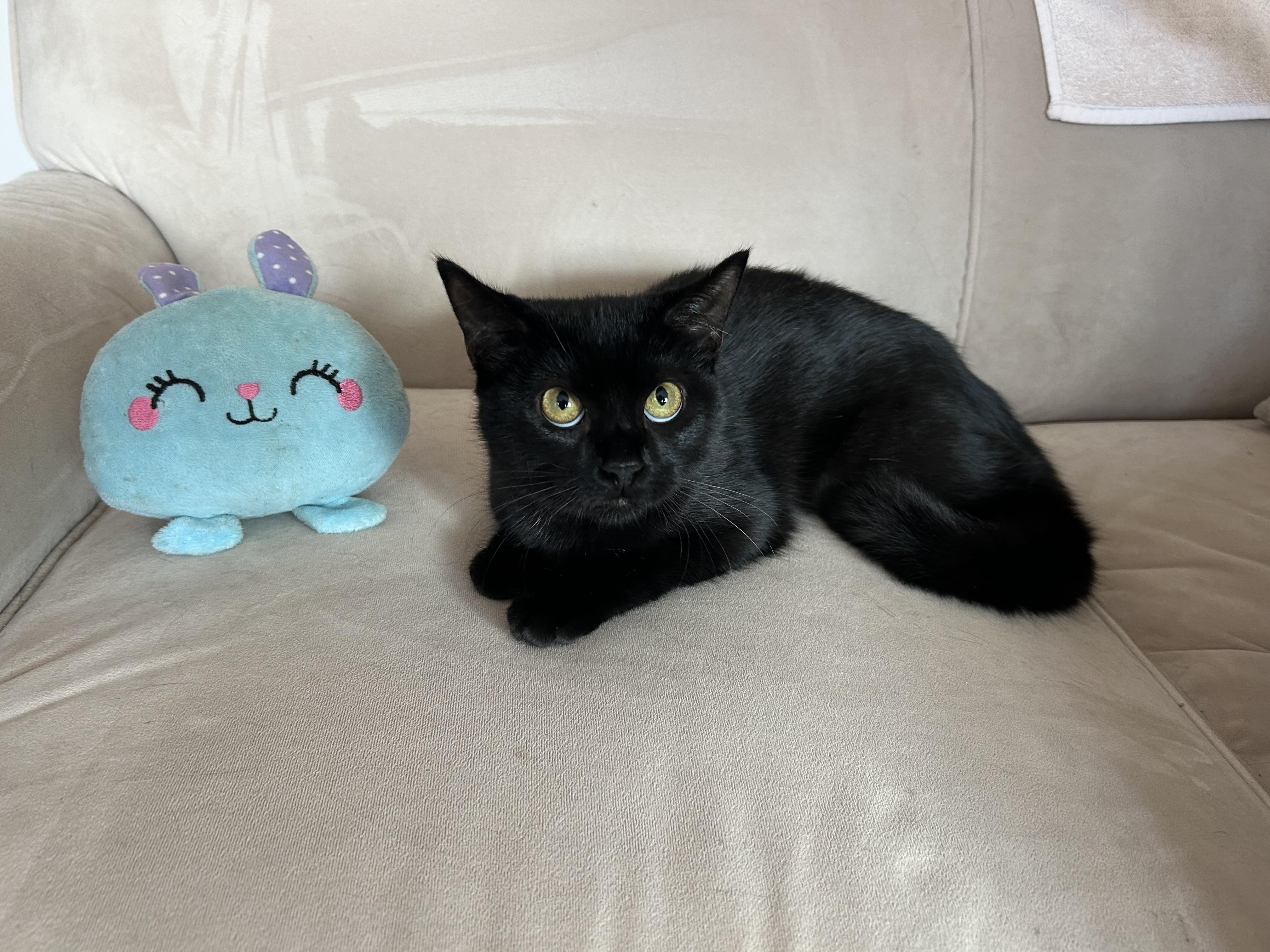 Rosalita, Adoptable, Young Female Domestic Short Hair.