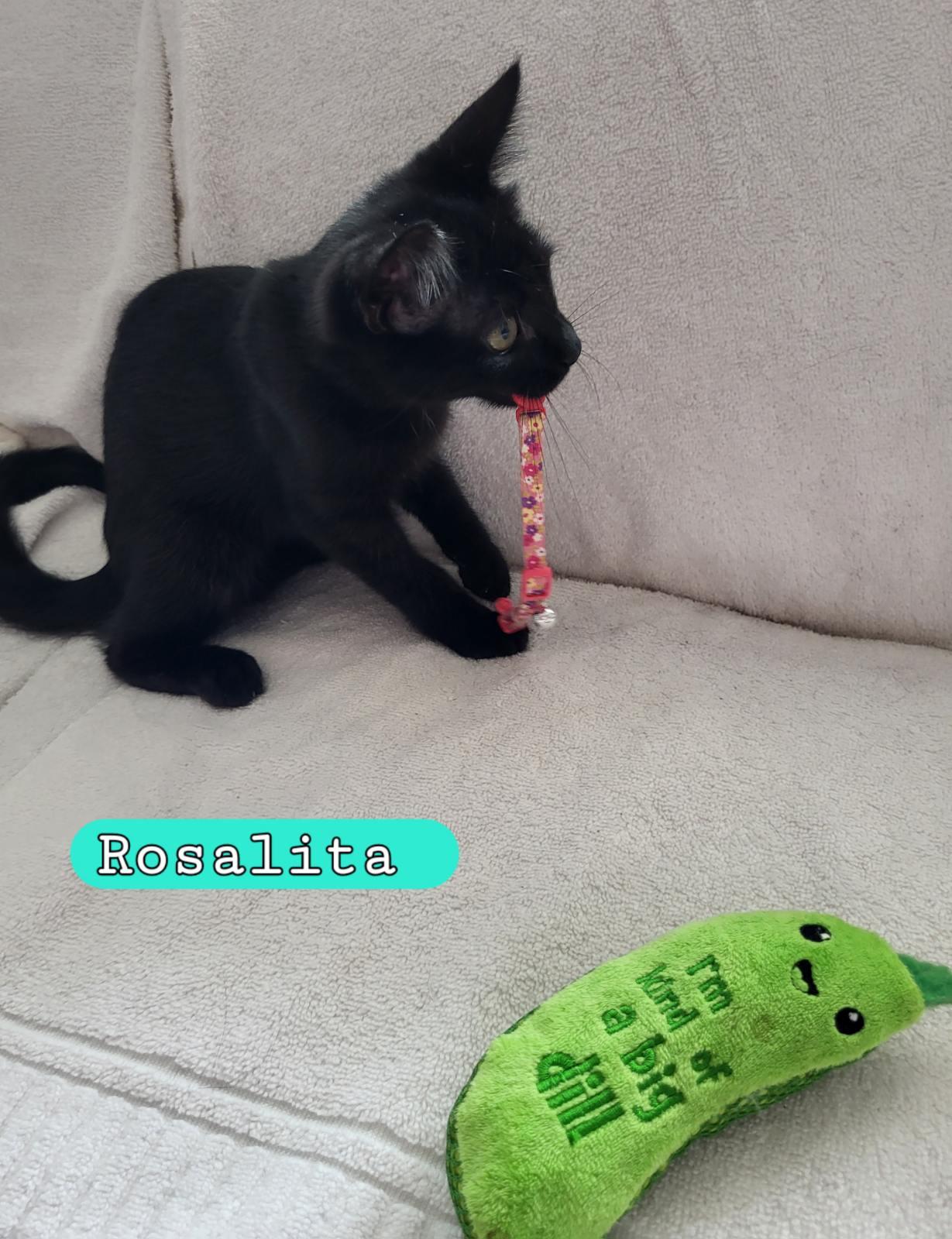 Enlarge Rosalita, a Adoptable Domestic Short Hair in Moorestown, NJ image 6/6