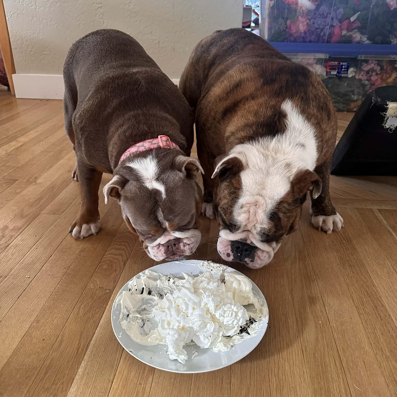 Enlarge Moose & Hazel (Bonded Pair), a ADOPTABLE English Bulldog in Tacoma, WA image 1/4