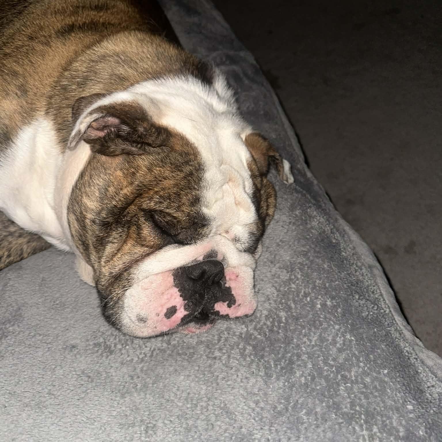 Enlarge Moose & Hazel (Bonded Pair), a ADOPTABLE English Bulldog in Tacoma, WA image 2/4