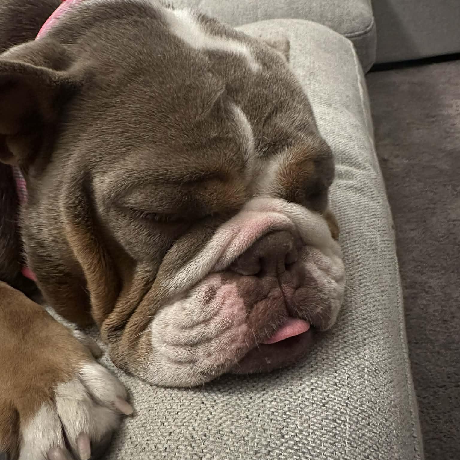 Enlarge Moose & Hazel (Bonded Pair), a ADOPTABLE English Bulldog in Tacoma, WA image 4/4