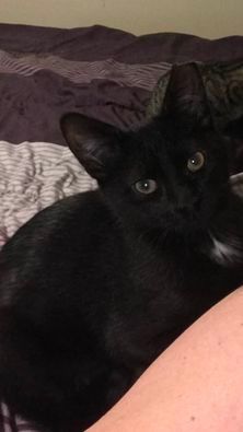 Enlarge Timothy, a Adopted Domestic Short Hair in Ocean Springs, MS image 1/2