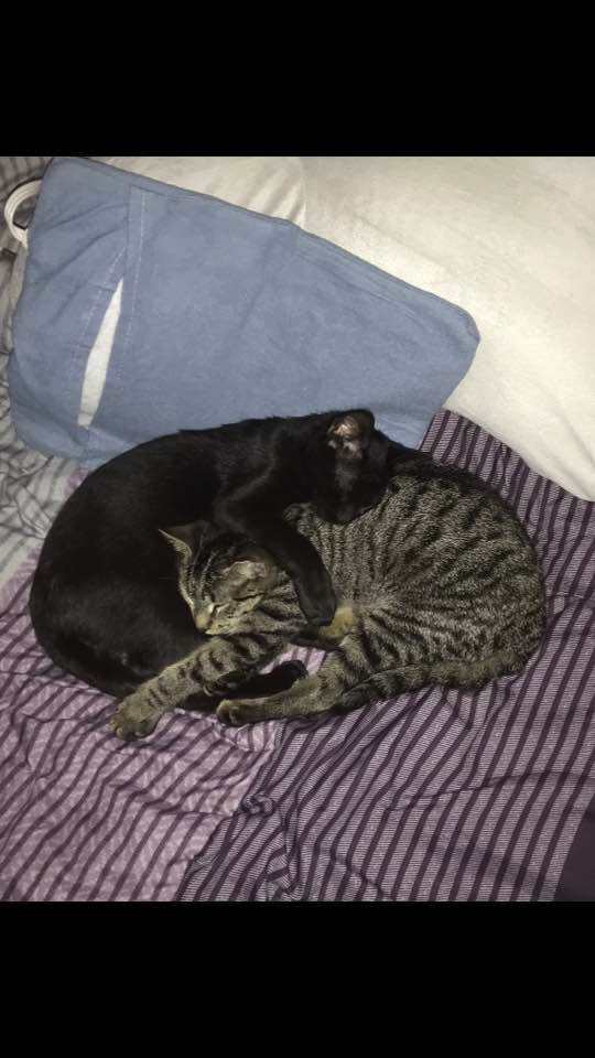 Enlarge Timothy, a Adopted Domestic Short Hair in Ocean Springs, MS image 2/2