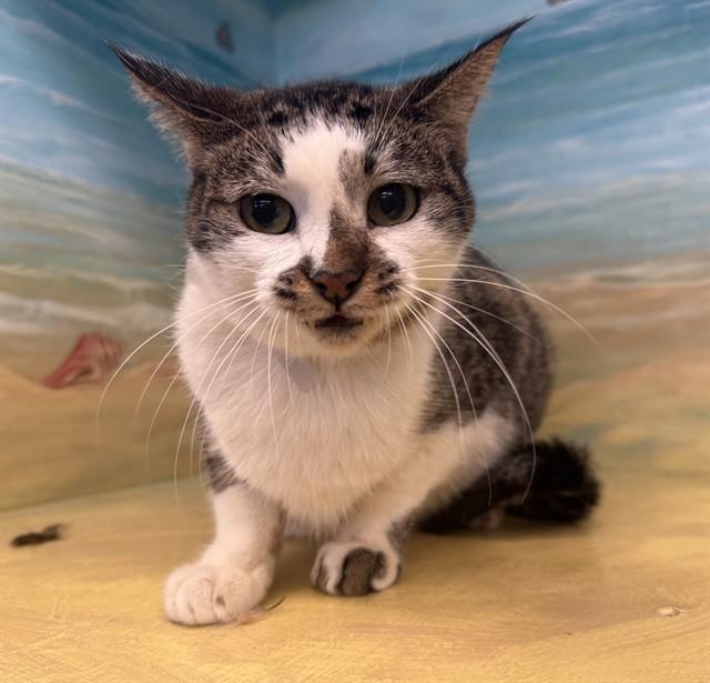 Enlarge SOFI, a Adoptable Domestic Short Hair in Agoura, CA image 1/1