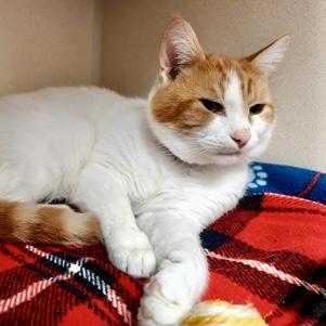 Link, Adoptable, Adult Male Domestic Short Hair & Domestic Short Hair.