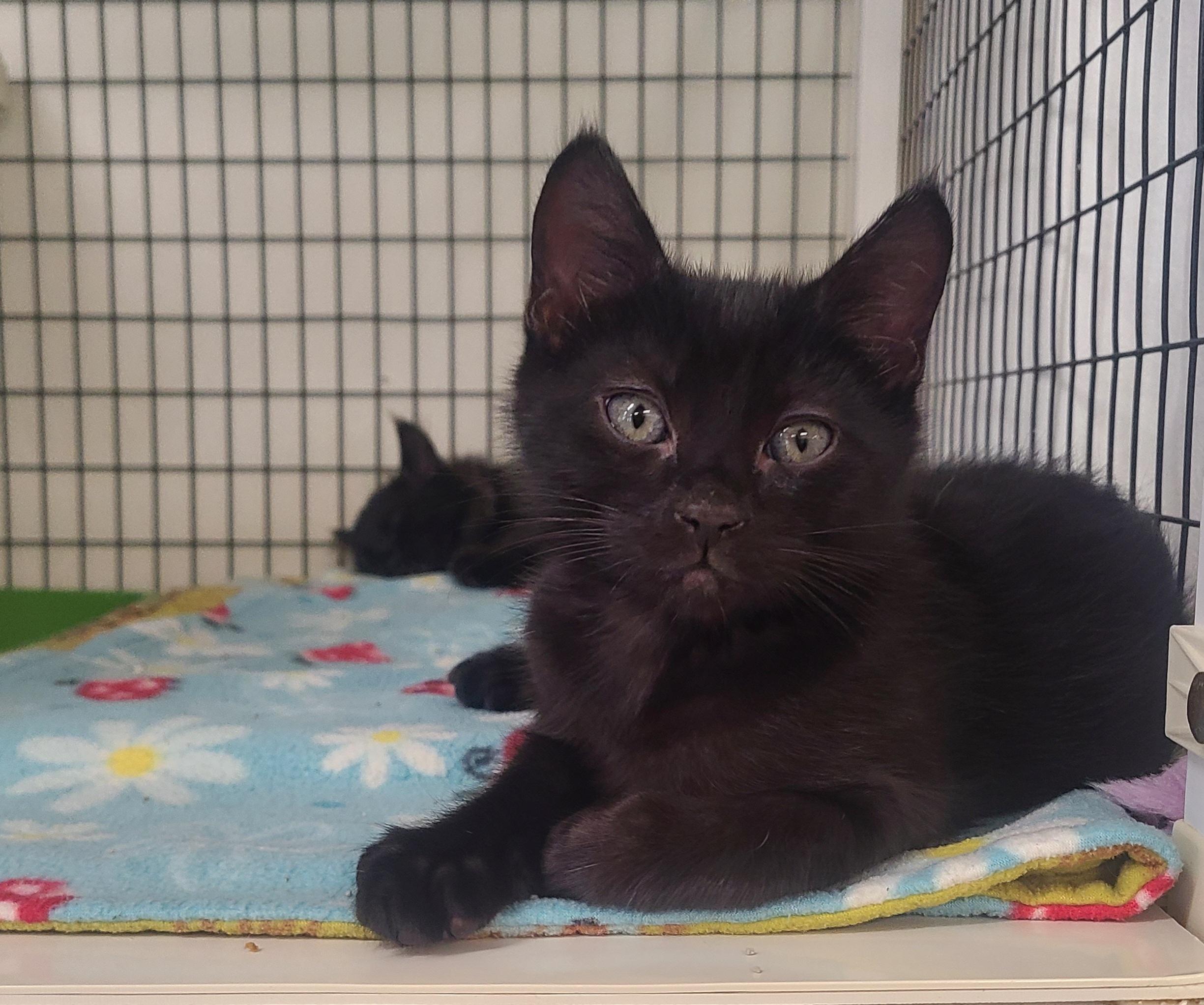 The Fabulous Five! (TWO REMAIN), adopted, Kitten Female Domestic Medium Hair.