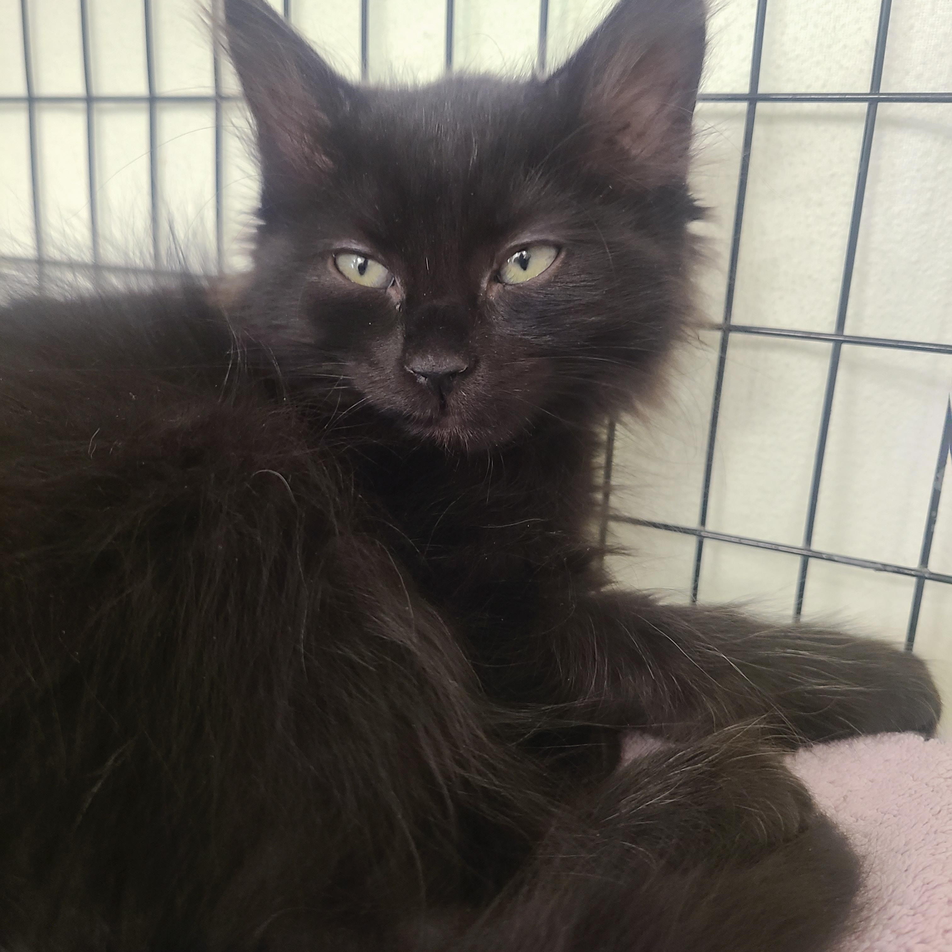 Enlarge The Fabulous Five!, a ADOPTABLE Domestic Medium Hair in Kirkland, WA image 4/5