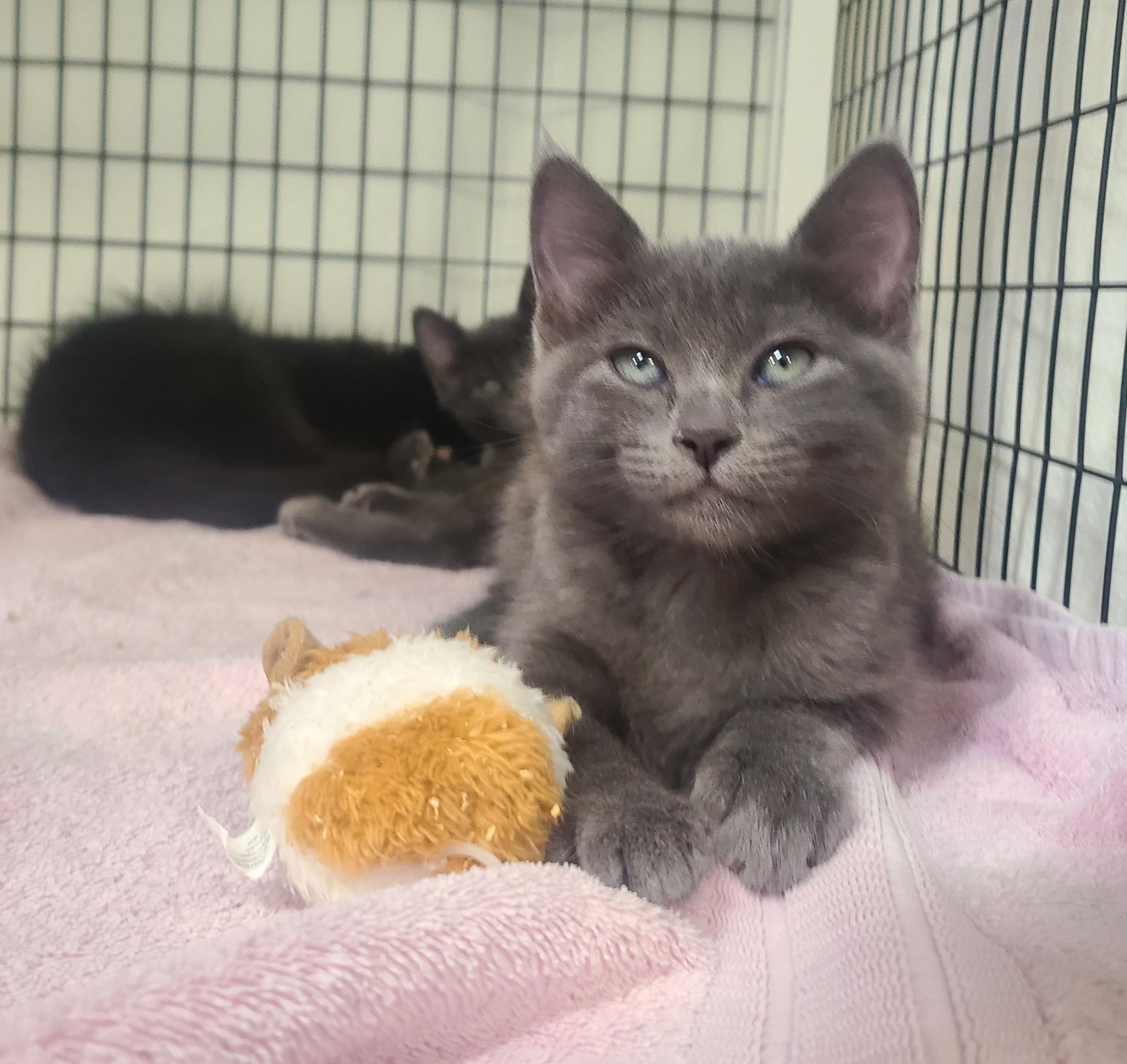 Enlarge The Fabulous Five!, a ADOPTABLE Domestic Medium Hair in Kirkland, WA image 2/5