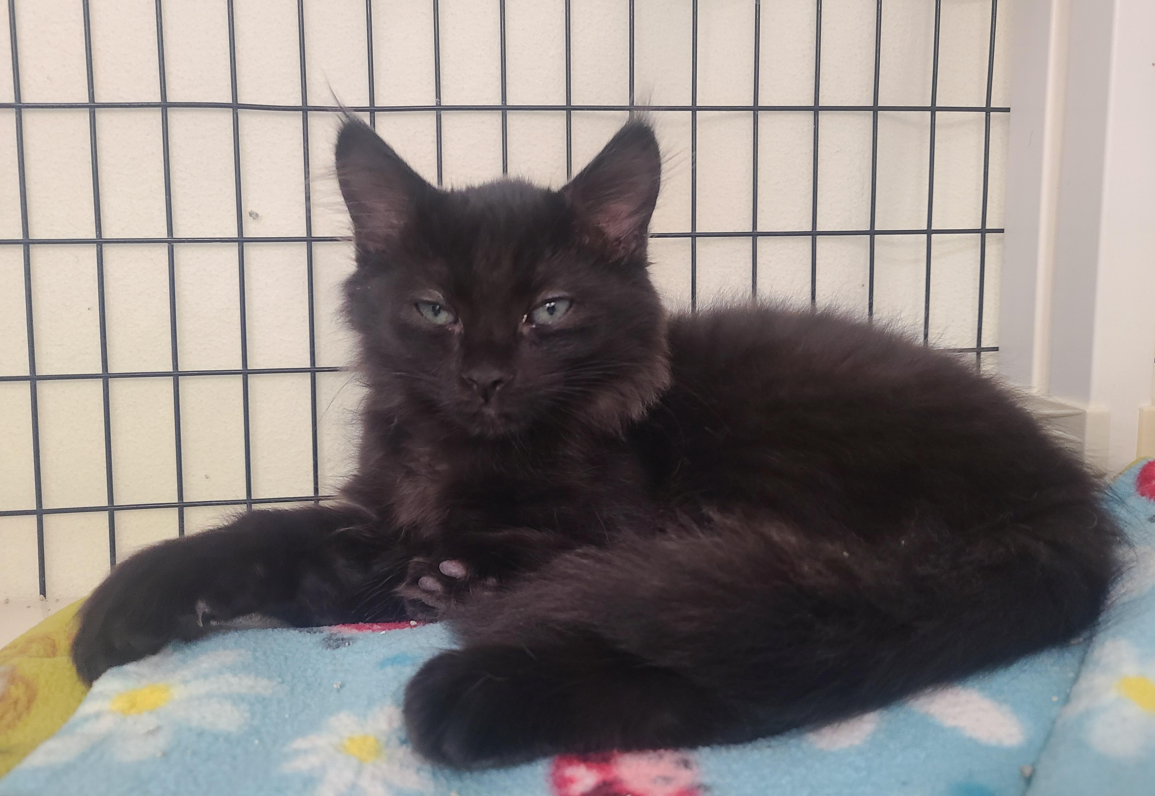 Enlarge The Fabulous Five!, a ADOPTABLE Domestic Medium Hair in Kirkland, WA image 5/5