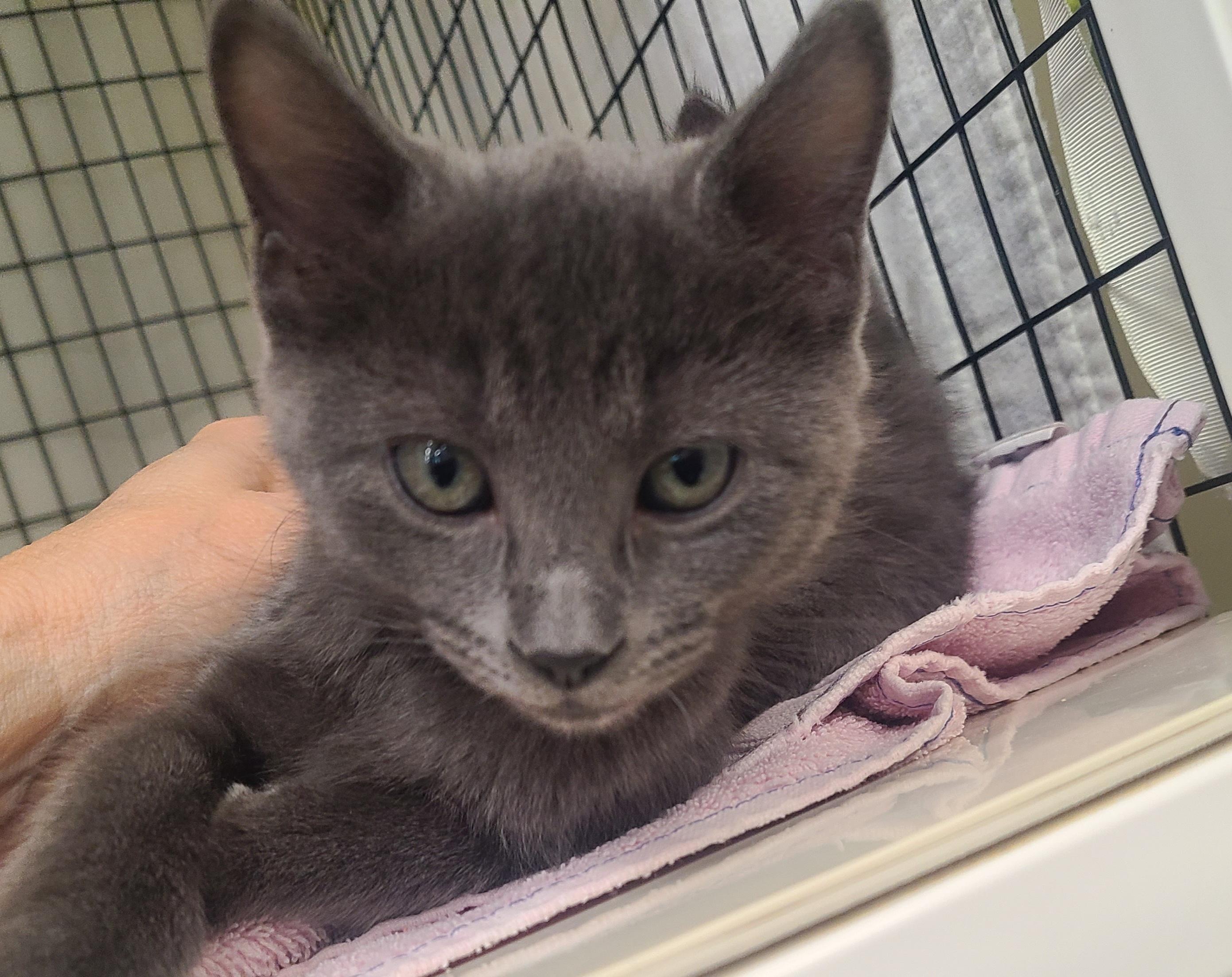 Enlarge The Fabulous Five!, a ADOPTABLE Domestic Medium Hair in Kirkland, WA image 3/5