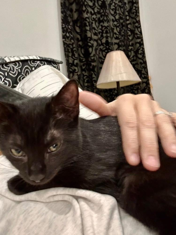 Folklore: Vila, Adoptable, Kitten Female Domestic Short Hair.