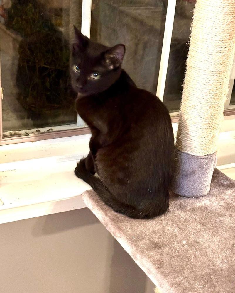 Folklore: Vila, a Adoptable Domestic Short Hair in Warren, CT image 2/6