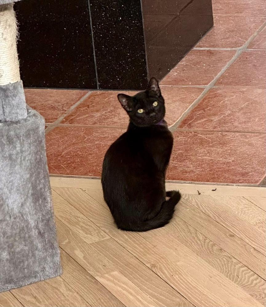 Folklore: Vila, a Adoptable Domestic Short Hair in Warren, CT image 3/6