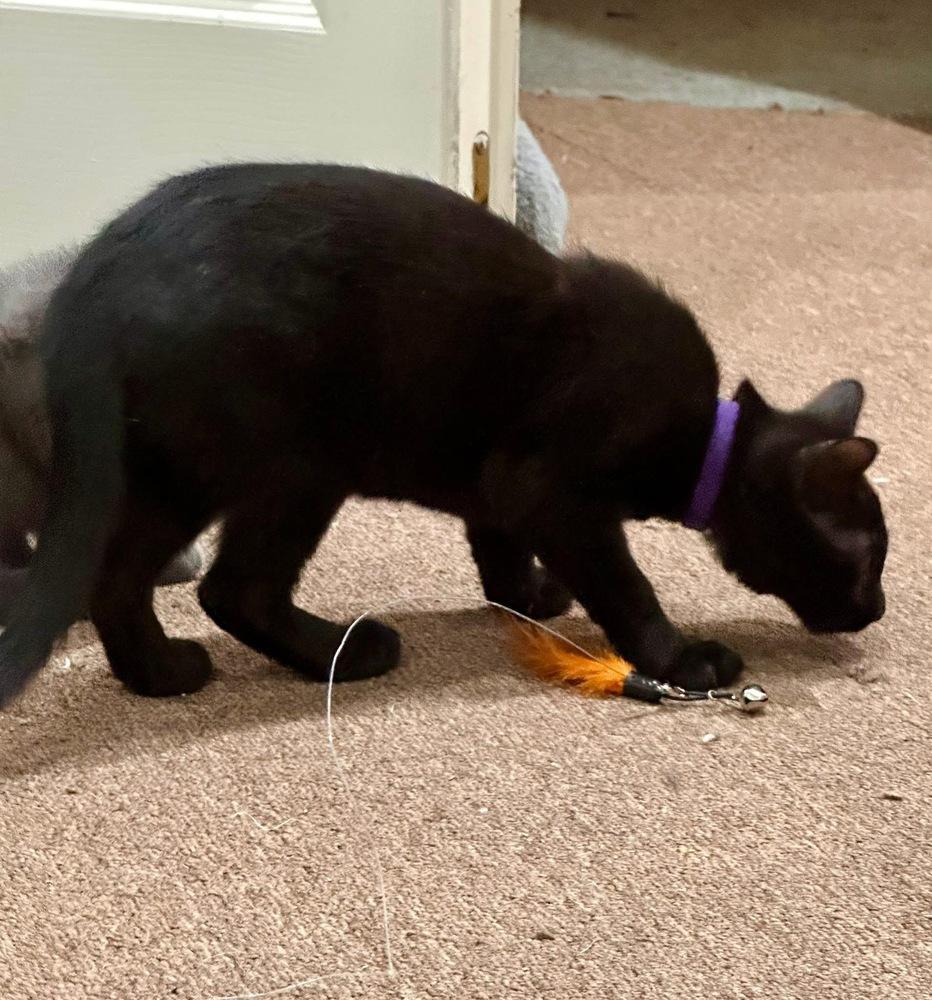 Folklore: Vila, a Adoptable Domestic Short Hair in Warren, CT image 4/6