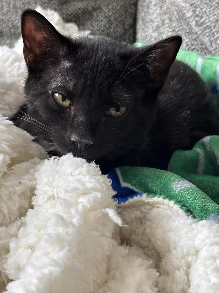 Folklore: Vila, a Adoptable Domestic Short Hair in Warren, CT image 5/6